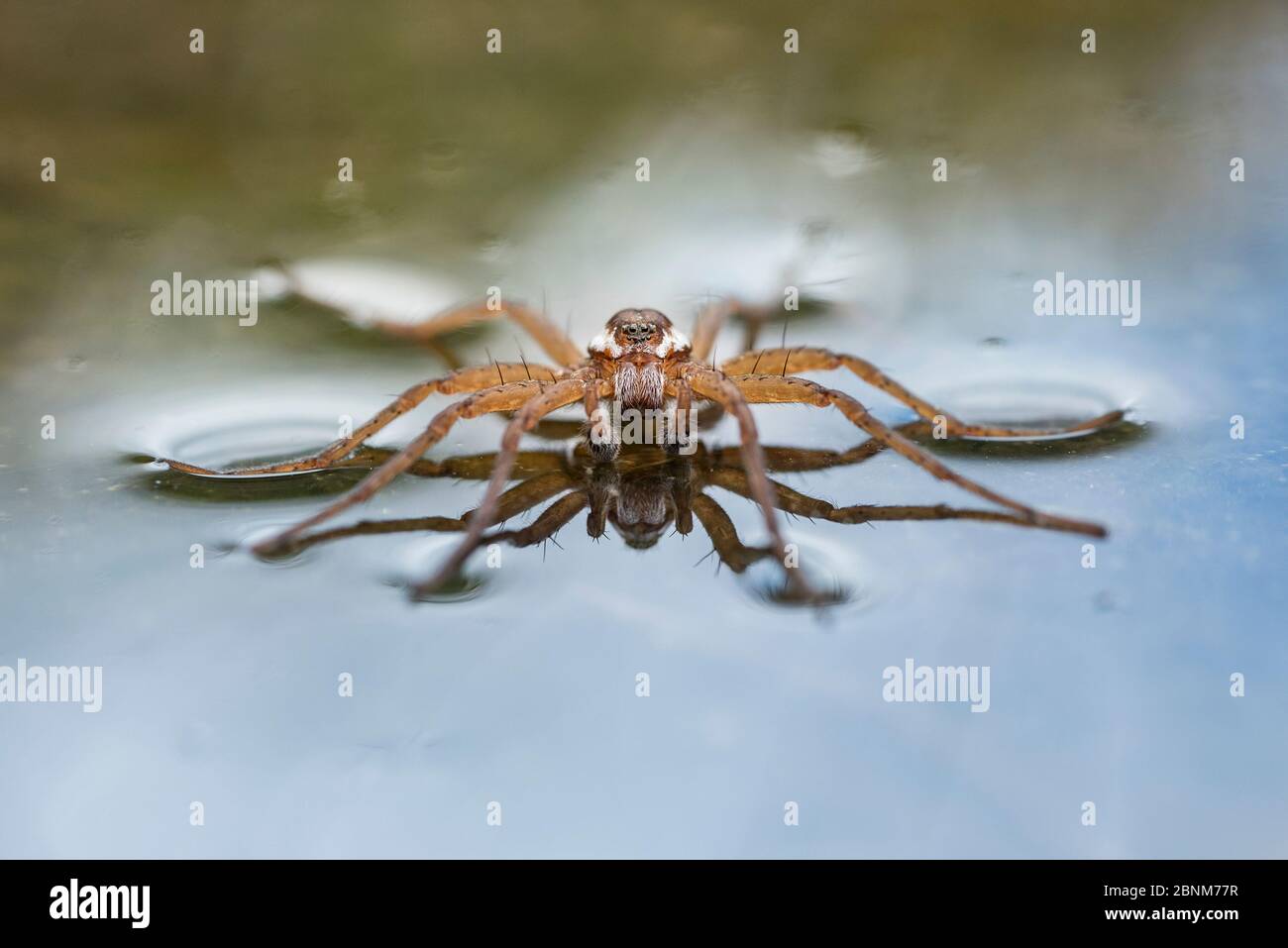 Floßspinne (Dolomedes fimbriatus) ruht auf der Wasseroberfläche. Nordtirol, Tirol, Austische Alpen, Österreich. Juli. Stockfoto