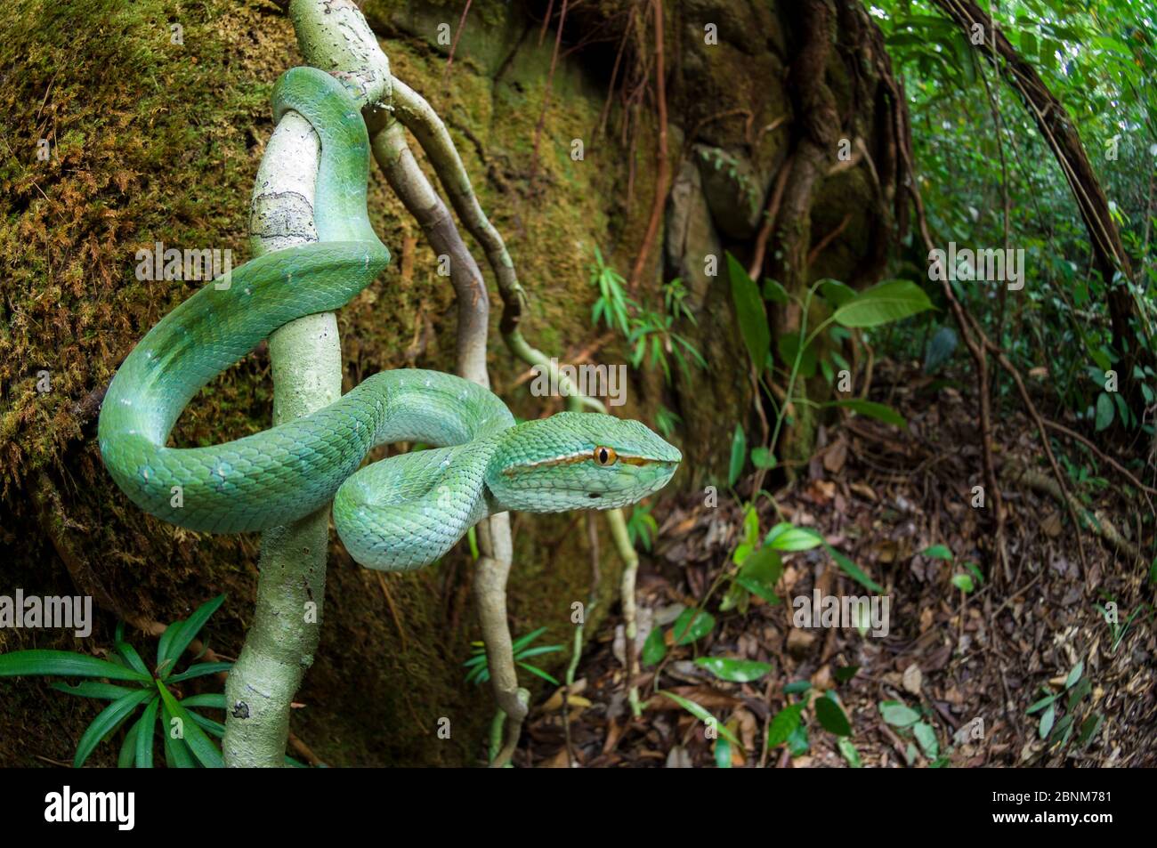 Wagler's Grubenviper (Tropidolaemus wagleri) im Flusswaldunterholz. Kinabatangan River, Sabah, Borneo. Stockfoto