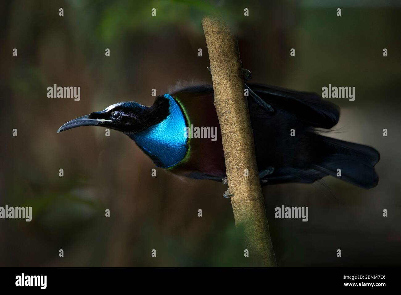 Knurren riflebird (Ptiloris intercedens) männlich, Adelbert-Gebirge, Provinz Madang, Papua Neu Guinea. Endemisch. Stockfoto