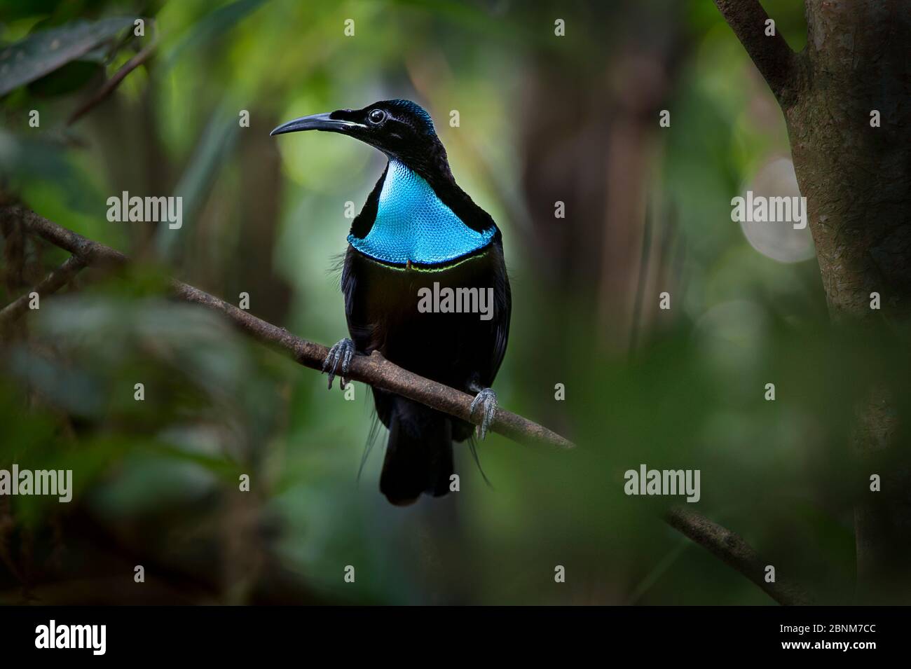 Knurren riflebird (Ptiloris intercedens) männlich, Adelbert-Gebirge, Provinz Madang, Papua Neu Guinea. Endemisch. Stockfoto