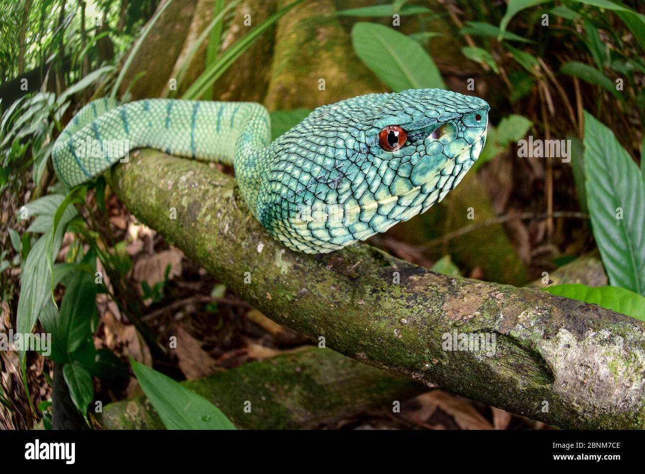 Wagler's Grubenviper (Tropidolaemus wagleri) im Flusswaldunterholz. Kinabatangan River, Sabah, Borneo. Stockfoto