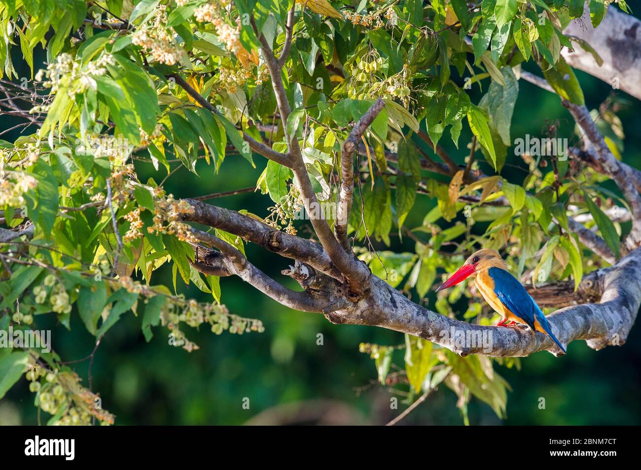 Storchschnabelkönigsvogel (Pelargopsis oder Halcyon capensis), der von einem Zweig jagt, der den Fluss überhängt. Kinabatangan River, Sabah, Borneo. September. Stockfoto