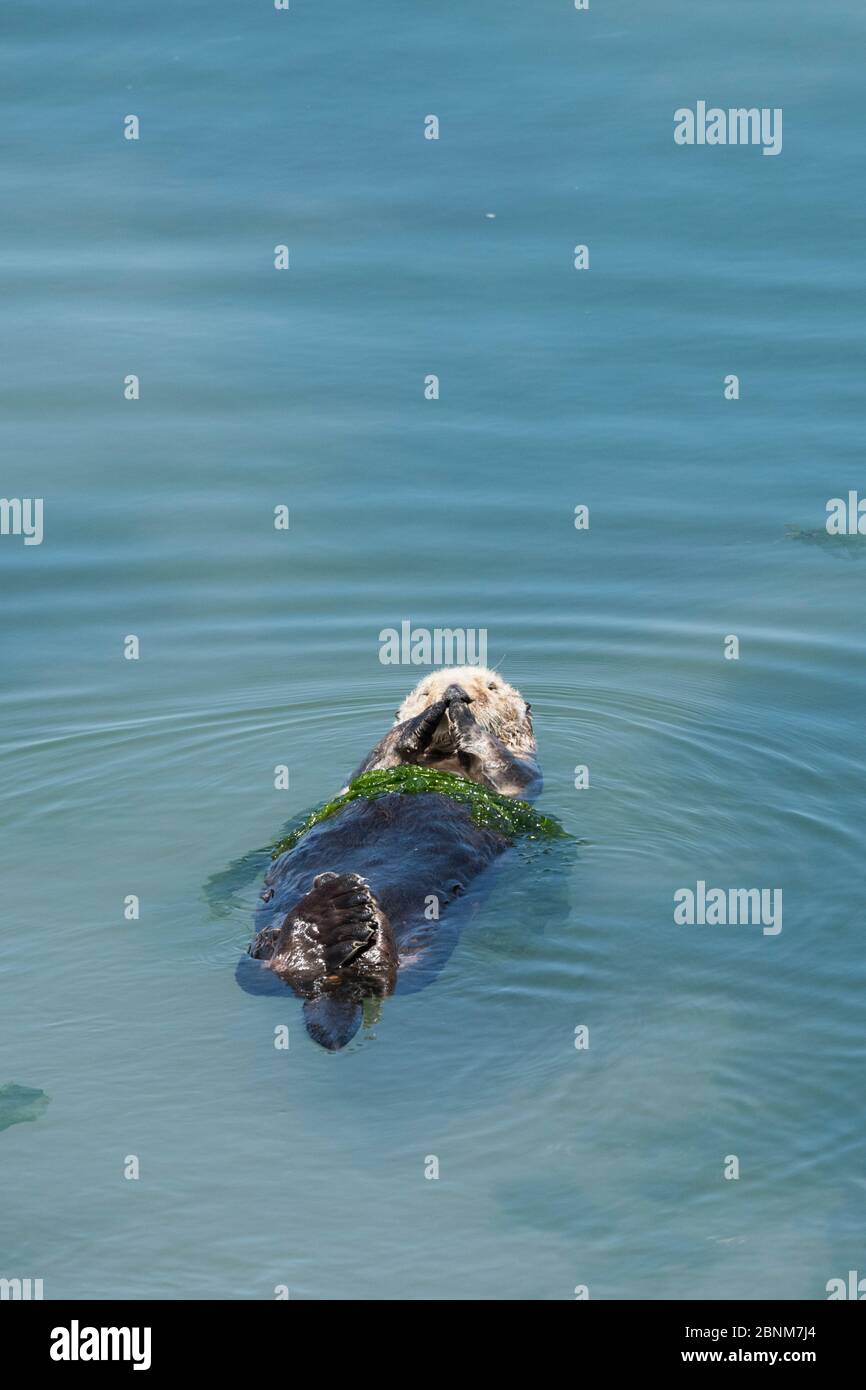 Männchen California Seeotter (Enhydra lutris nereis) in Grünalgen (Ulva), Elkhorn Slough, Moss Landing, Kalifornien, USA, Juni. Stockfoto