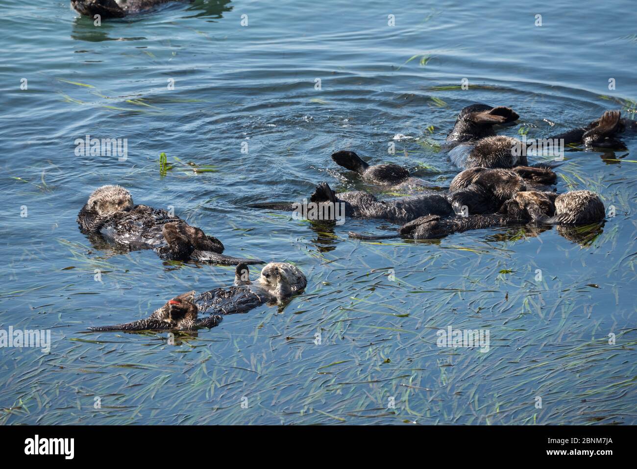 Gruppe von kalifornischen Seeotter (Enhyra lutris nereis), die in einem Floß am Rande eines Bettes von Eel Gras (Zostera) ruhen Morro Bay, Kalifornien, USA, Juni. Stockfoto