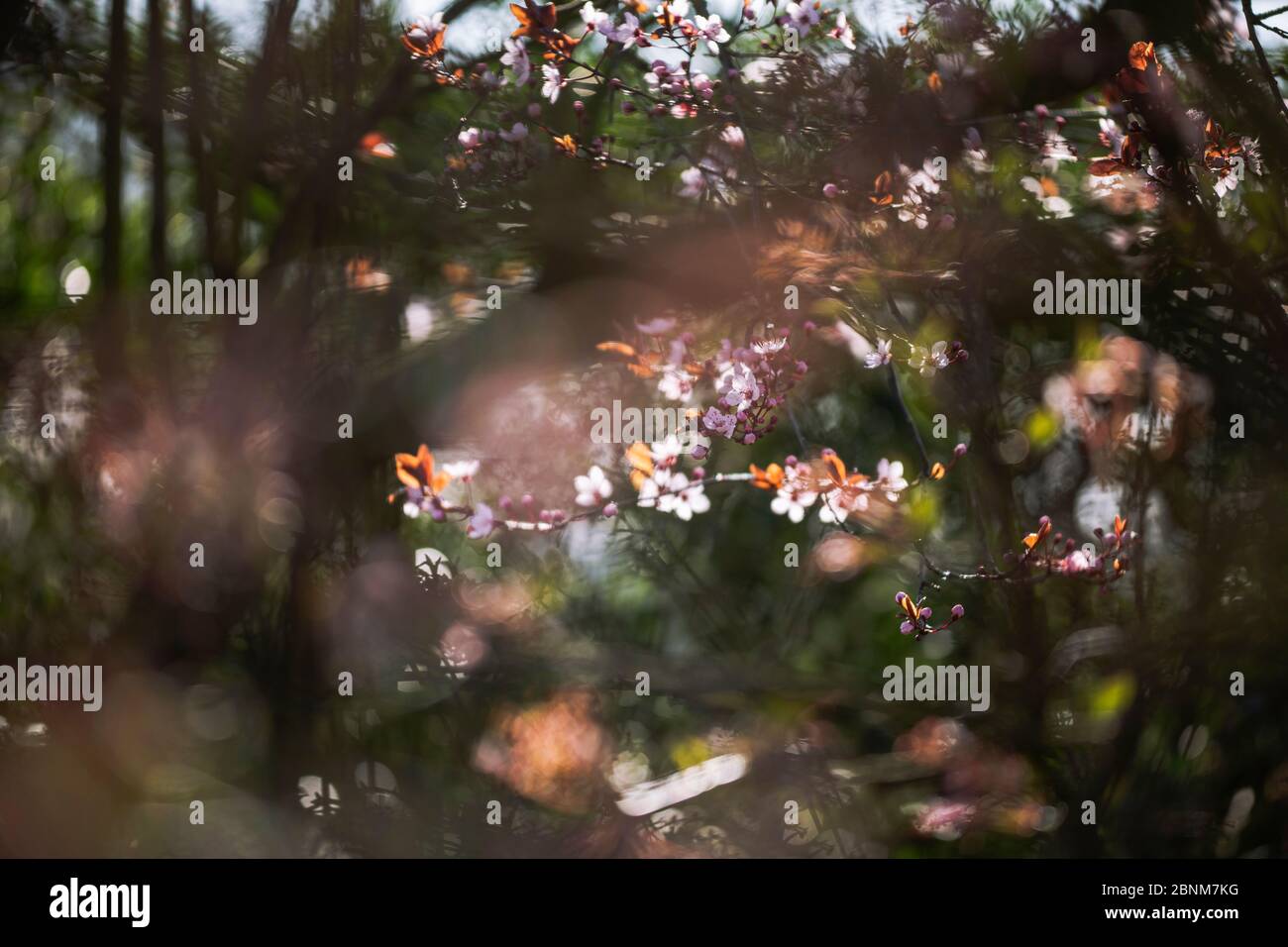 Pflaumenblüte nigra Stockfoto