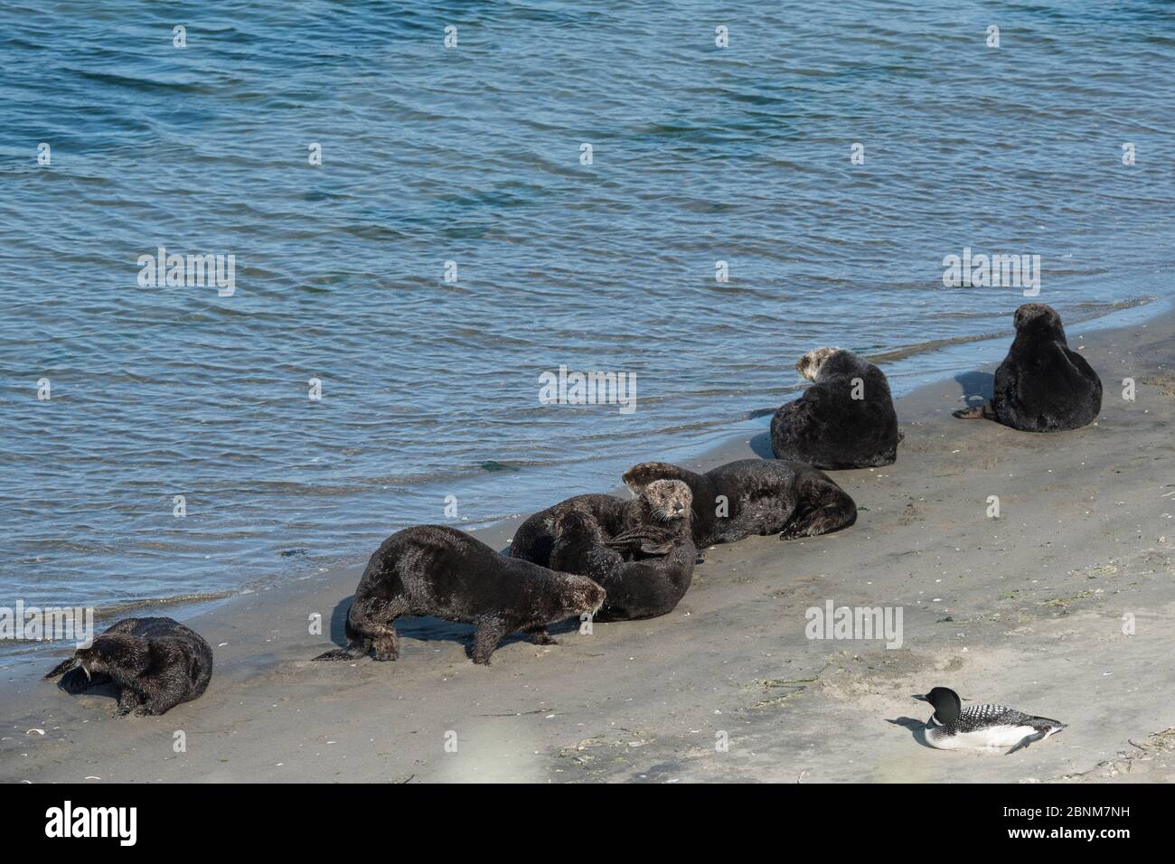 Kalifornische Seeotter (Enhydra lutris nereis) sonnen sich an einem Strand, mit einem großen nördlichen Taucher (Gavia immer) in der Nähe, Elkhorn Slough, Moss Landing, Cali Stockfoto