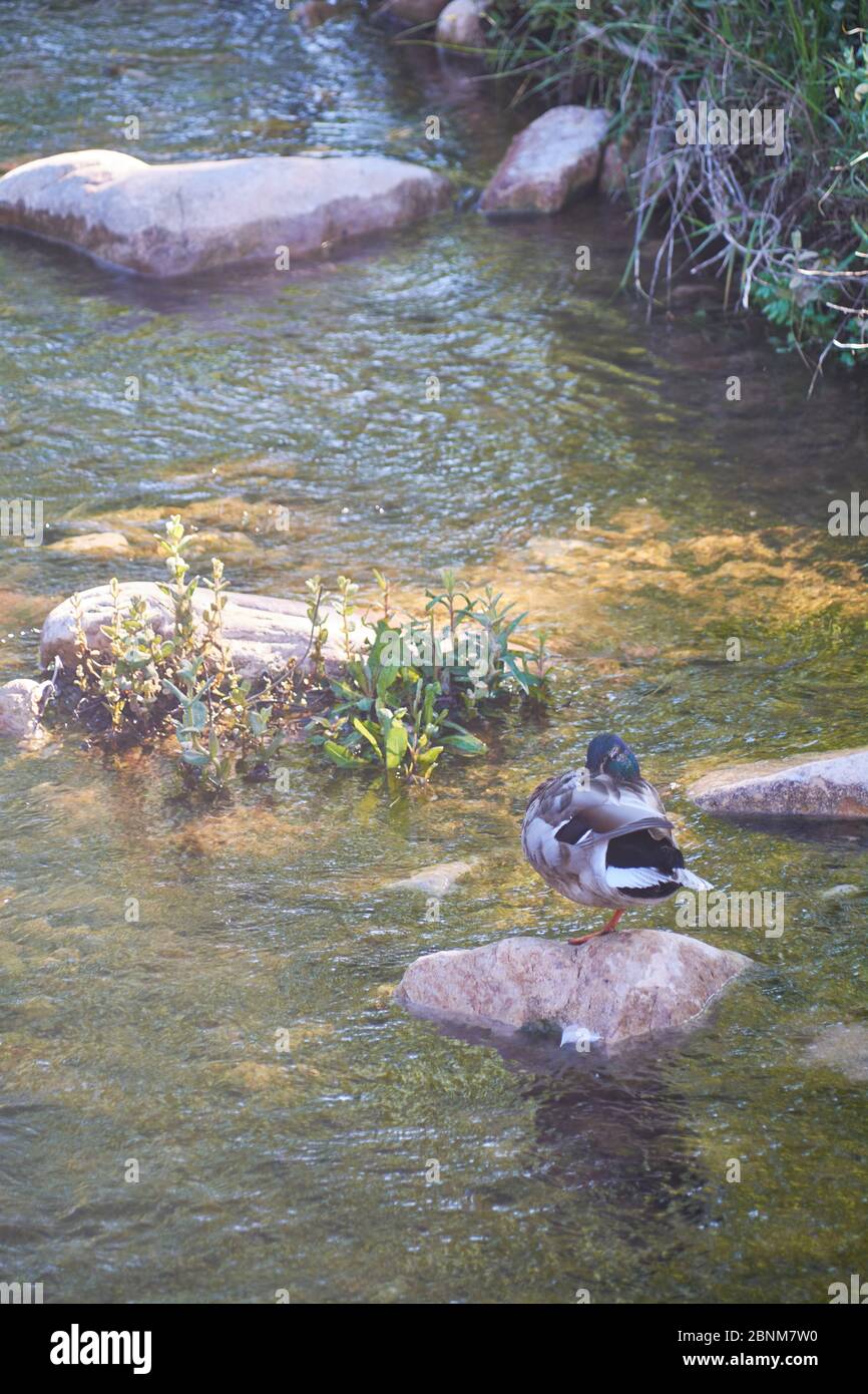 Ente auf einem Stein des ruhigen Flusses, Leben der Natur Stockfoto