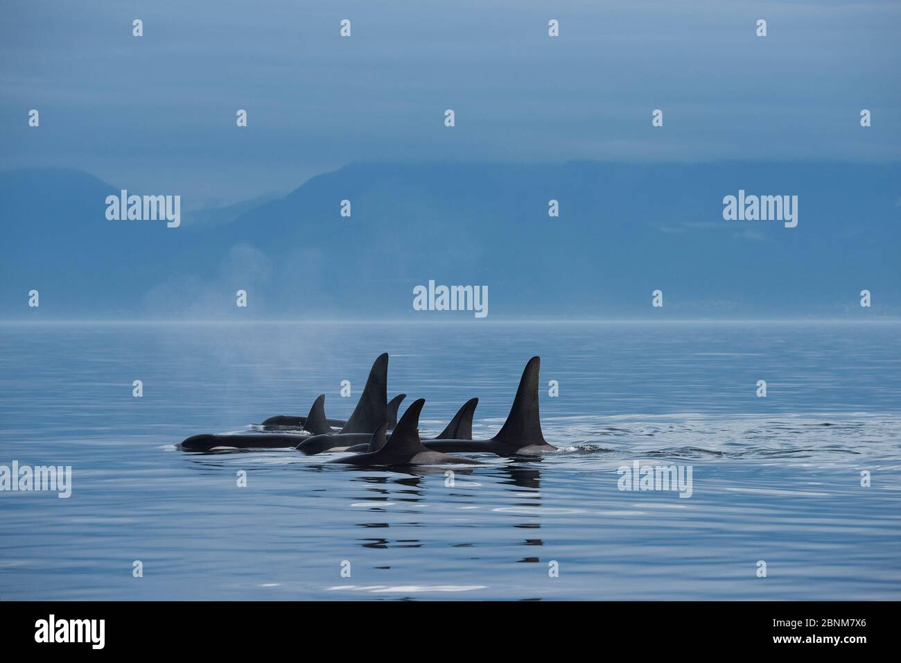 Killerwale / Orca (Orcinus Orca) Südliche Einwohnerfamilie pod am Abend, vor südlichen Vancouver Island, British Columbia, Straße von Juan Stockfoto