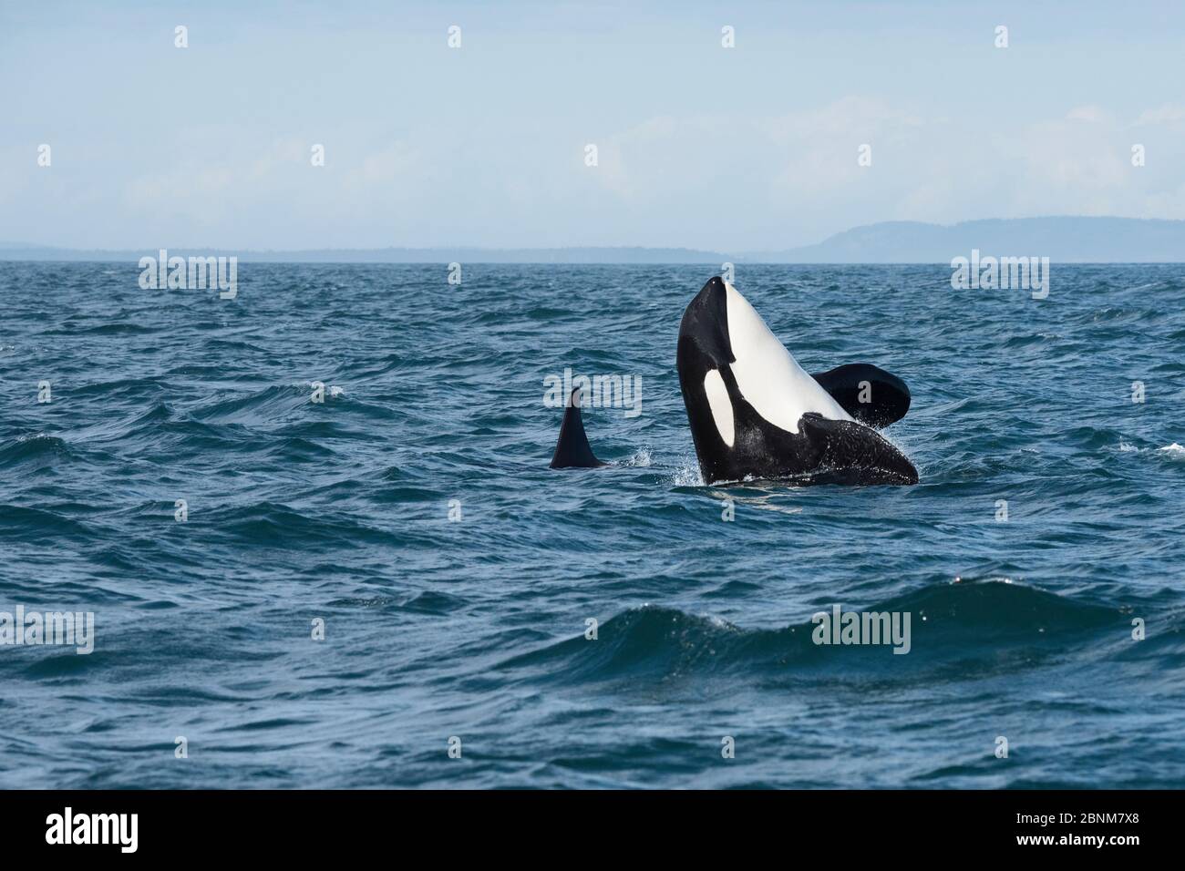 Killerwal / Orca (Orcinus Orca) südlicher Bewohner, die einen halben Bruch machen, vor der südlichen Vancouver Island, Straße von Juan de Fuca, British Columbia, kann Stockfoto