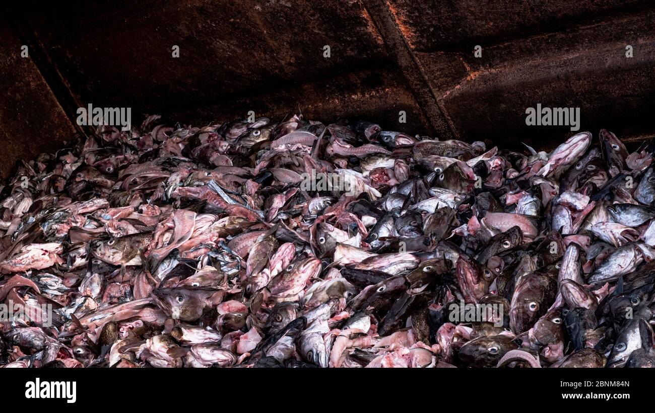 Behälter mit Abfällen aus einer Fischfabrik. Stockfoto