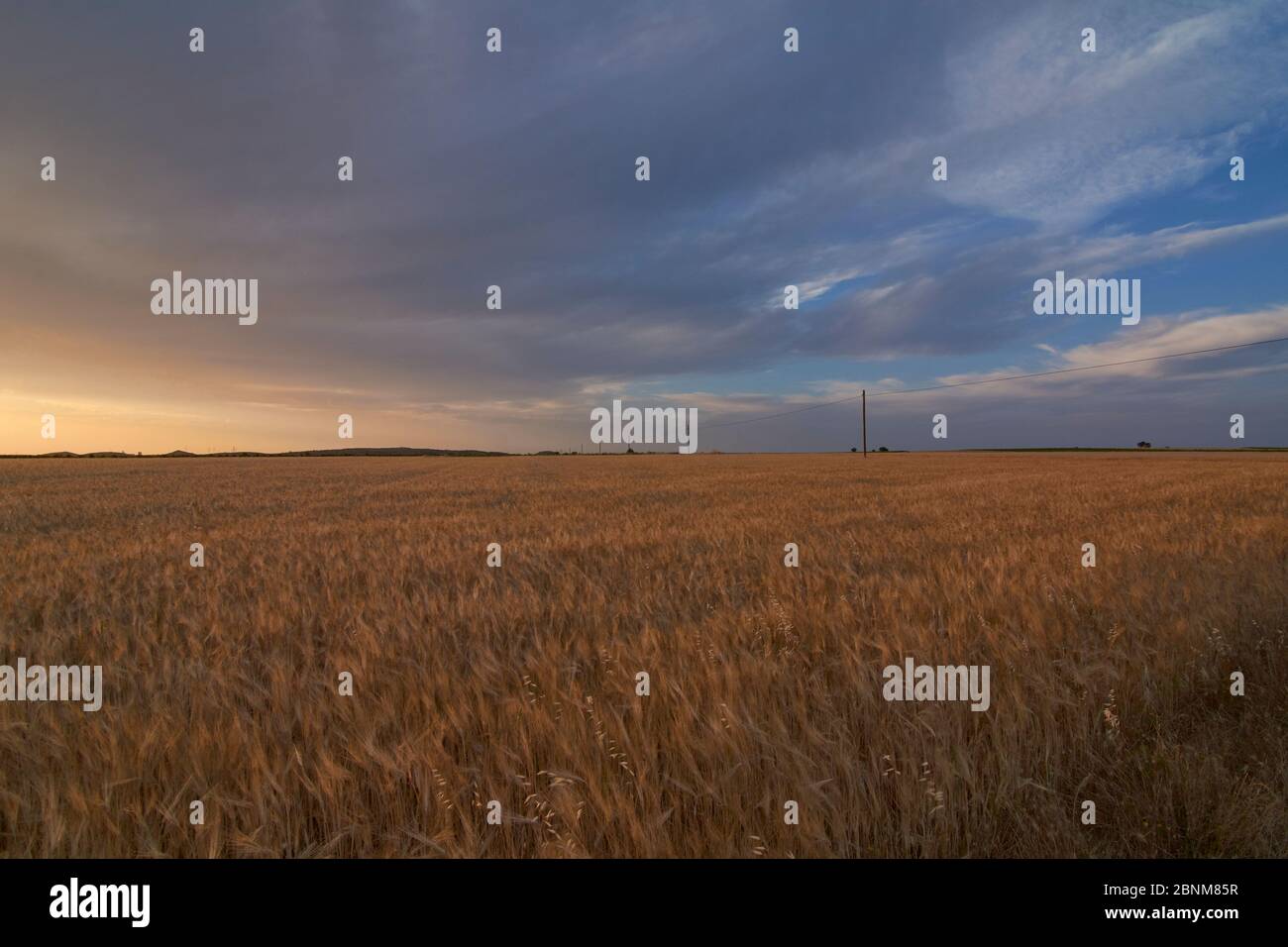 Weizenfelder in der Sonne gebadet vor der Ernte, Farben des Sommers Stockfoto