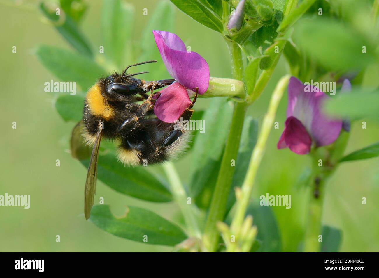 Gartenbumbelbienenbärenhürde (Bombus hortorum), die auf der Vogelkärze (Vicia sativum), RSPB Dungeness Nature Reserve, Kent, Großbritannien, Mai, arbeiten. Stockfoto