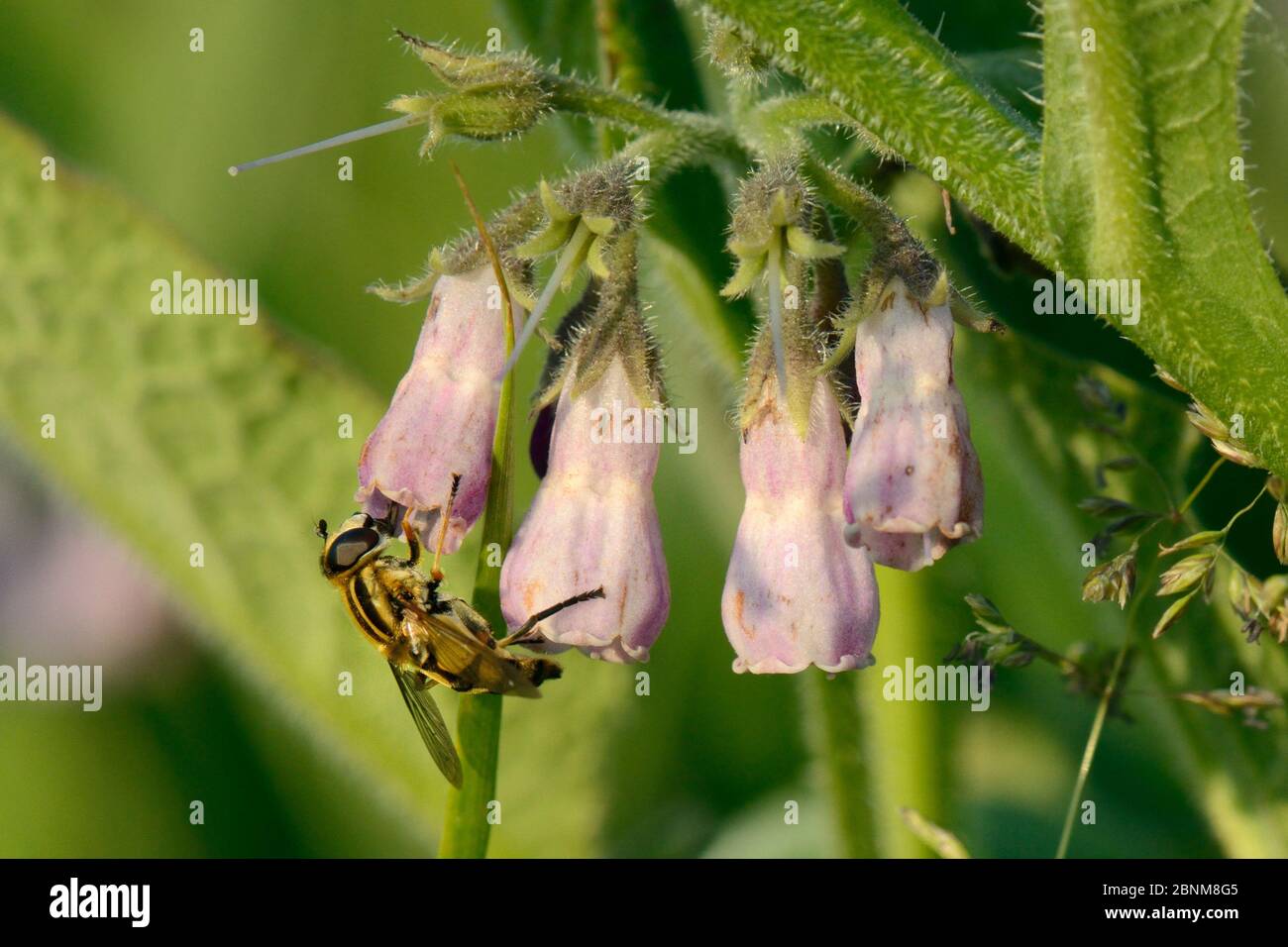 Sonnenfliege (Helophilus trivittatus) Nektaring auf common Beinwell Blüten (Symphytum officinale) in einem Patch von der Bumblebee Conservation Trust auf f gepflanzt Stockfoto