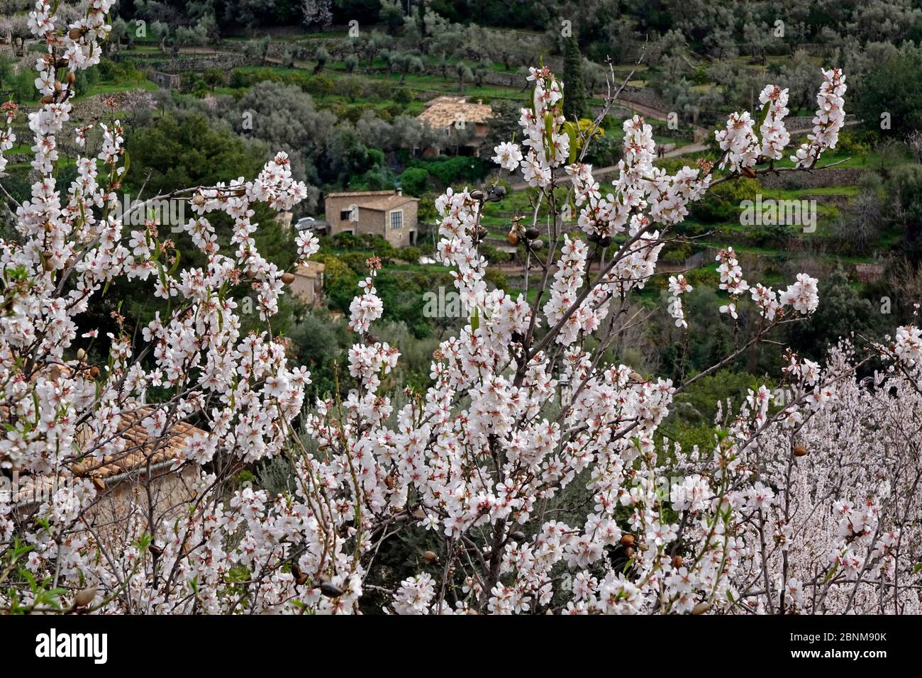 Mandelblüte in der Nähe von Selva, Mallorca, Balearen, Spanien Stockfoto