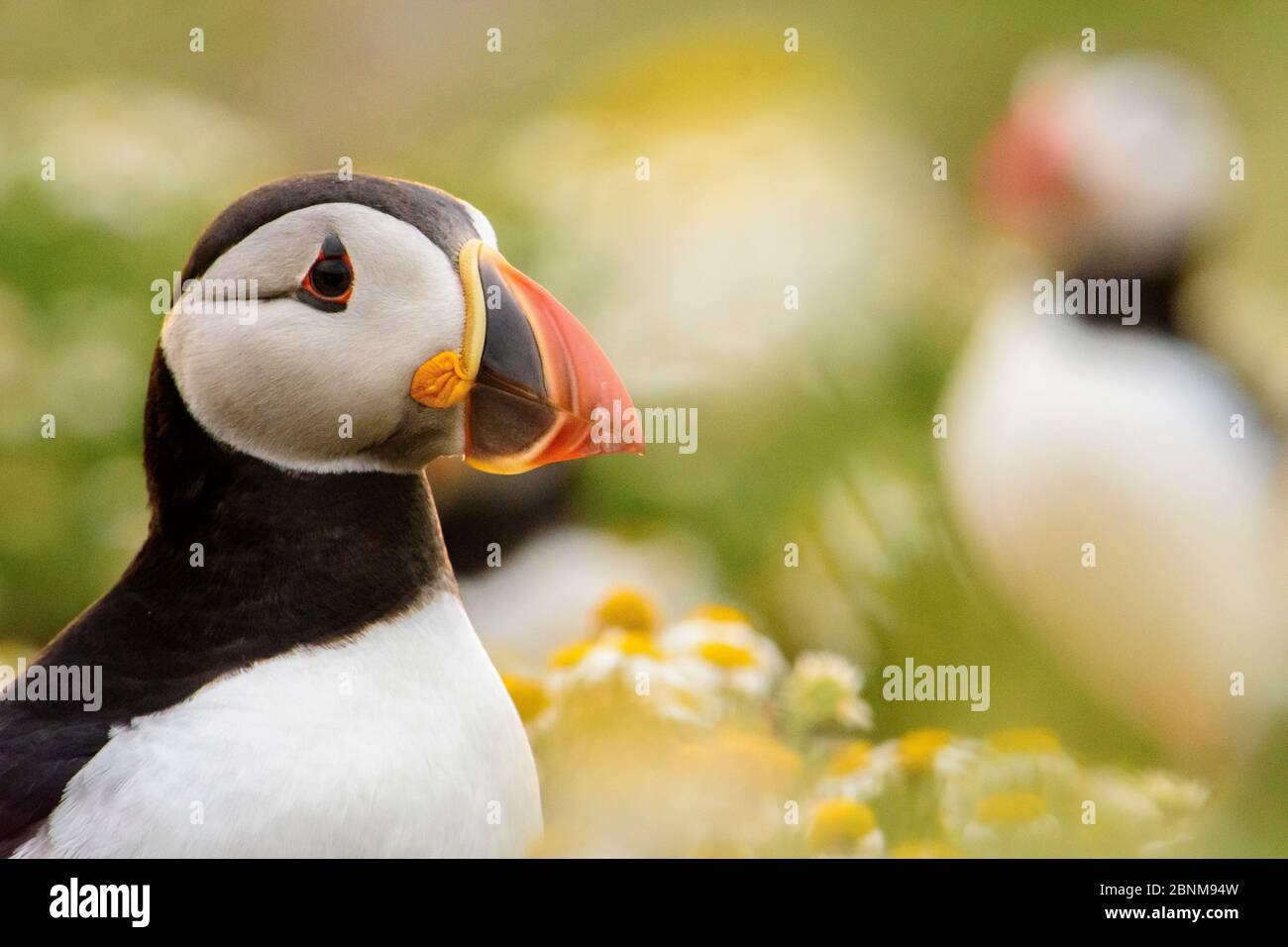 Seitenansicht eines Puffins auf Skomer Island Stockfoto