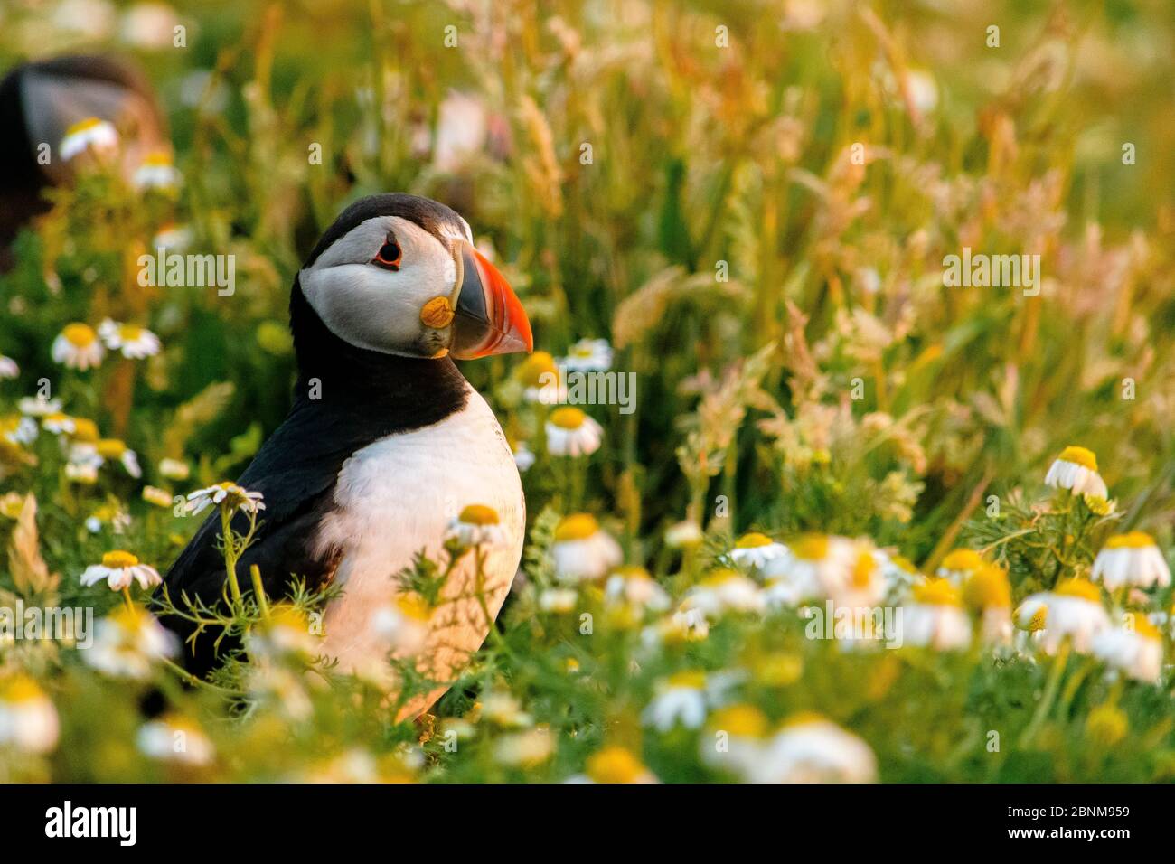 Seitenansicht eines Puffins auf Skomer Island Stockfoto