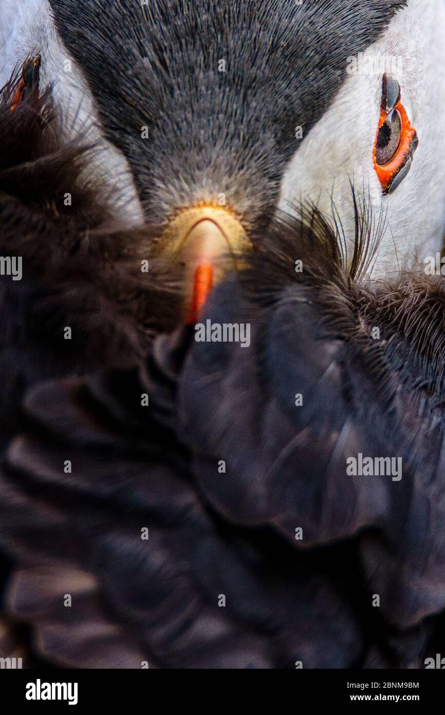 Ein eng zugeschnittenes Porträt eines atlantischen Paffins (fratercula arctica) mit seinem Schnabel in seine Flügel getickt.Aufnahme in Skomer, Wales. Stockfoto