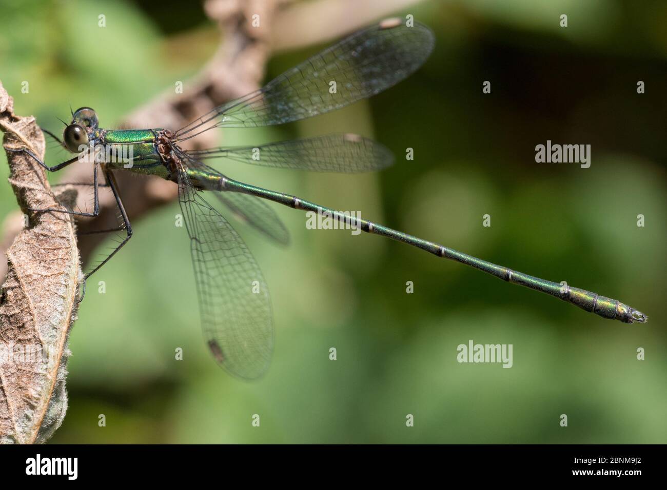 Weidenmädchen, Chalcolestes viridis Stockfoto