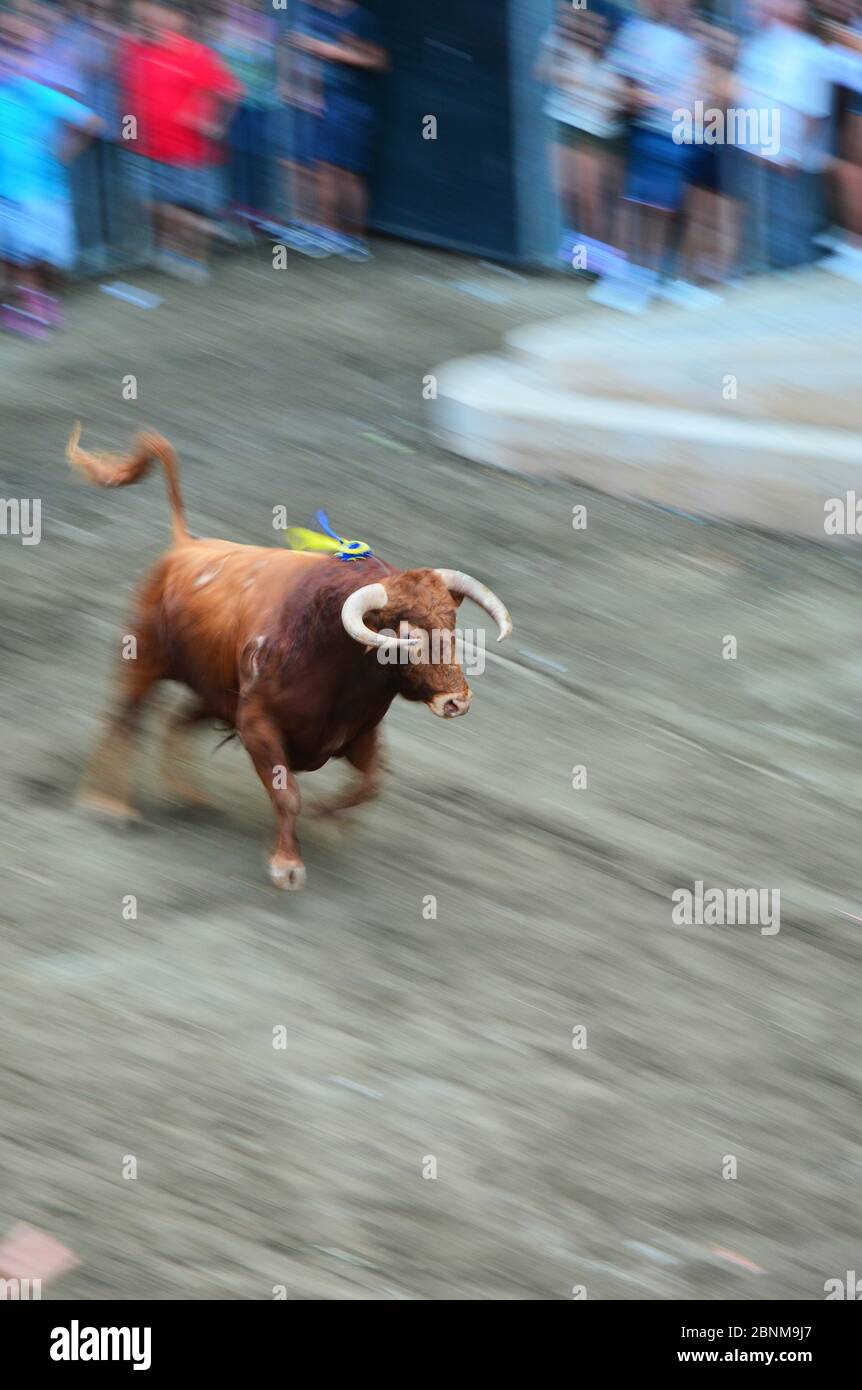 Mutiger Stier geht auf den Marktplatz, Feiertage und Traditionen Stockfoto