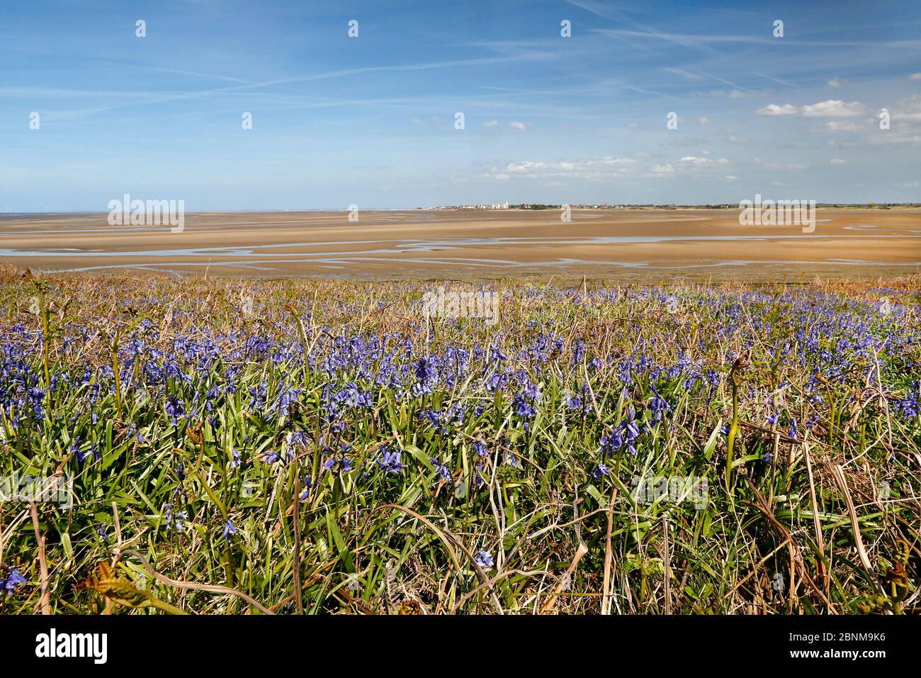 Blaubellen (Endymion non-scriptus) wachsen auf Little Hilbre Island in der Mündung der Dee Estuary, Wirral, Großbritannien. Mai. Stockfoto