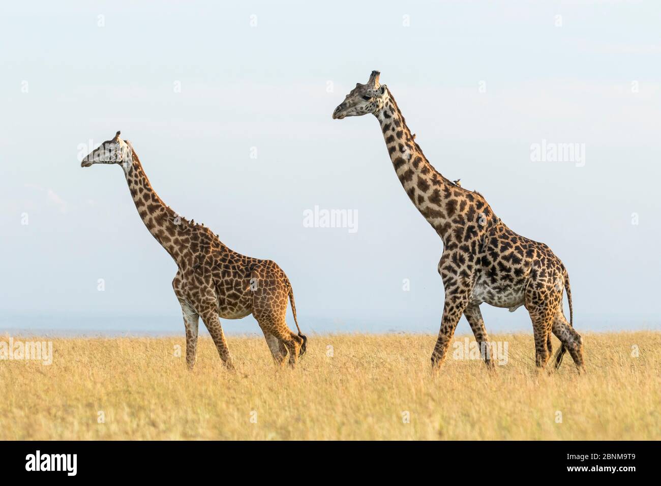 Paar Masai Giraffe (Giraffa camelopardalis tippelskirchi) Wandern im trockenen Gras, Masai Mara Game Reserve, Kenia. Stockfoto