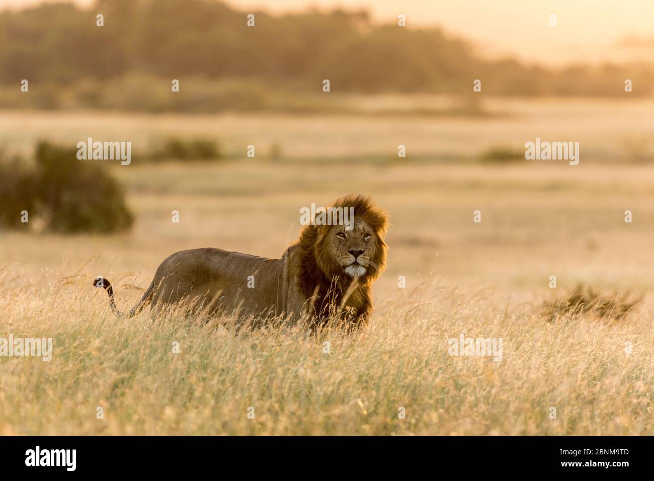 Afrikanischer Löwe (Panthera leo) steht im trockenen Gras bei Sonnenuntergang, Masai Mara Game Reserve, Kenia. Stockfoto