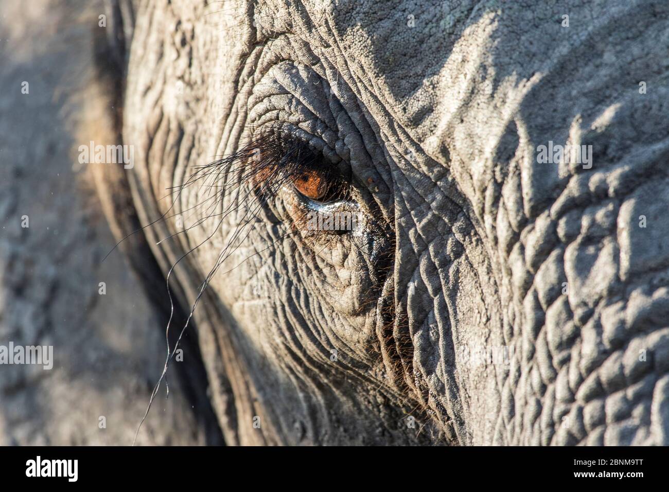 Nahaufnahme eines afrikanischen Elefanten (Loxodonta africana) Auge mit langen Wimpern, Sabi Sands Game Reserve, Südafrika. Stockfoto