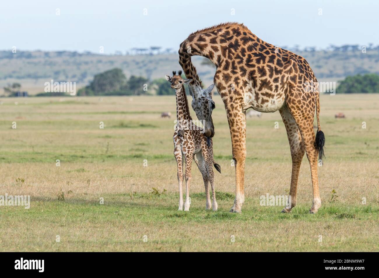 Masai Giraffe (Giraffa camelopardalis tippelskirchi) Weibchen säubert ihr Kalb, Masai Mara Game Reserve, Kenia. Stockfoto