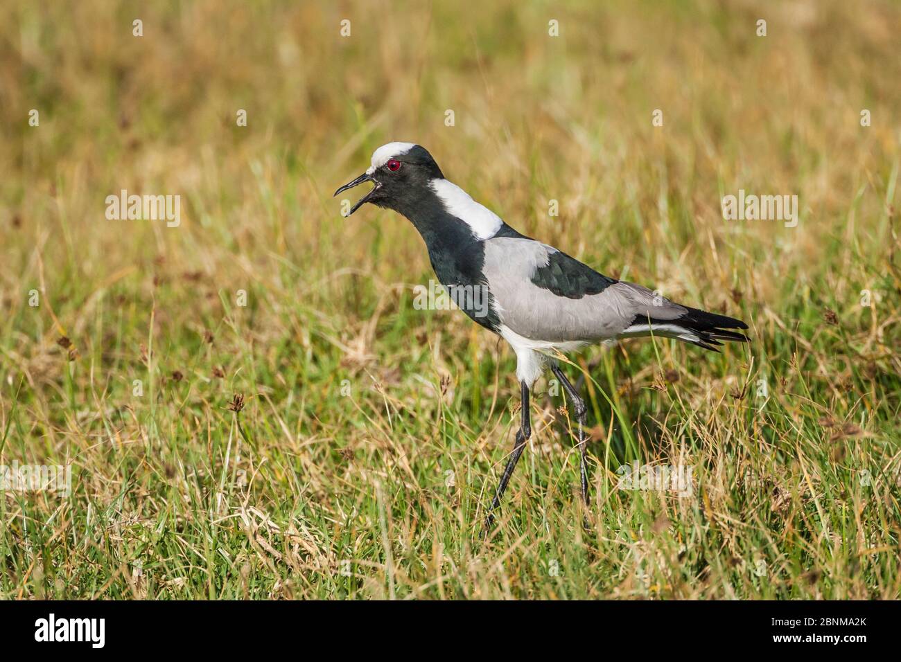 Schmied-Pflücker (Vanellus armatus) Erwachsene ruft im Grasland. Sporen an Schreinergelenken.Ndutu, Tansania Stockfoto