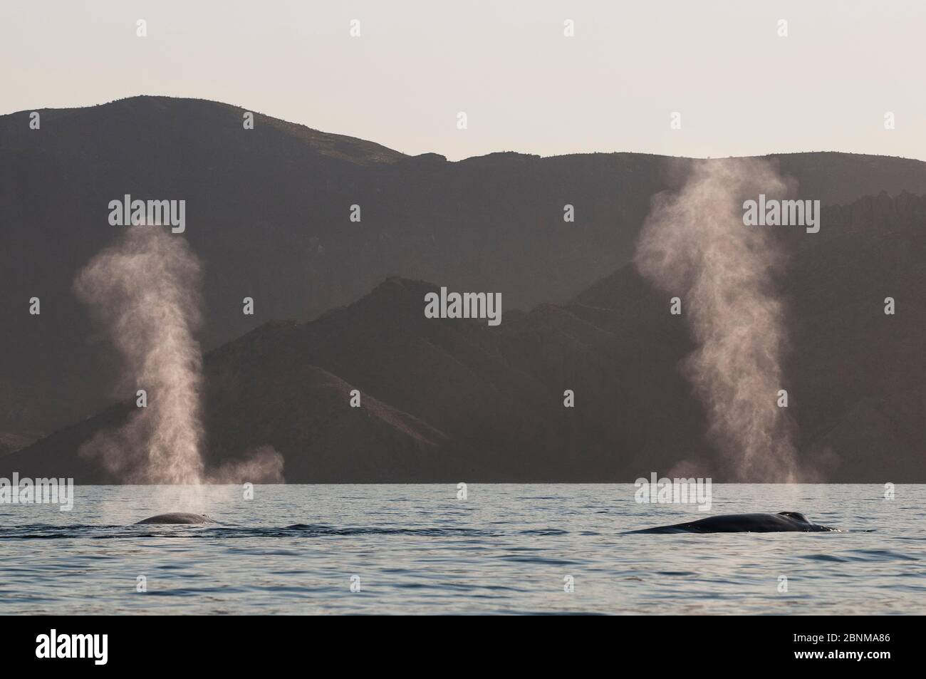 Blauwale (Balaenoptera musculus), die in Küstennähe, Cortez-Meer, Golf von Kalifornien, Baja California, Mexiko, März, gefährdete Arten blasen Stockfoto