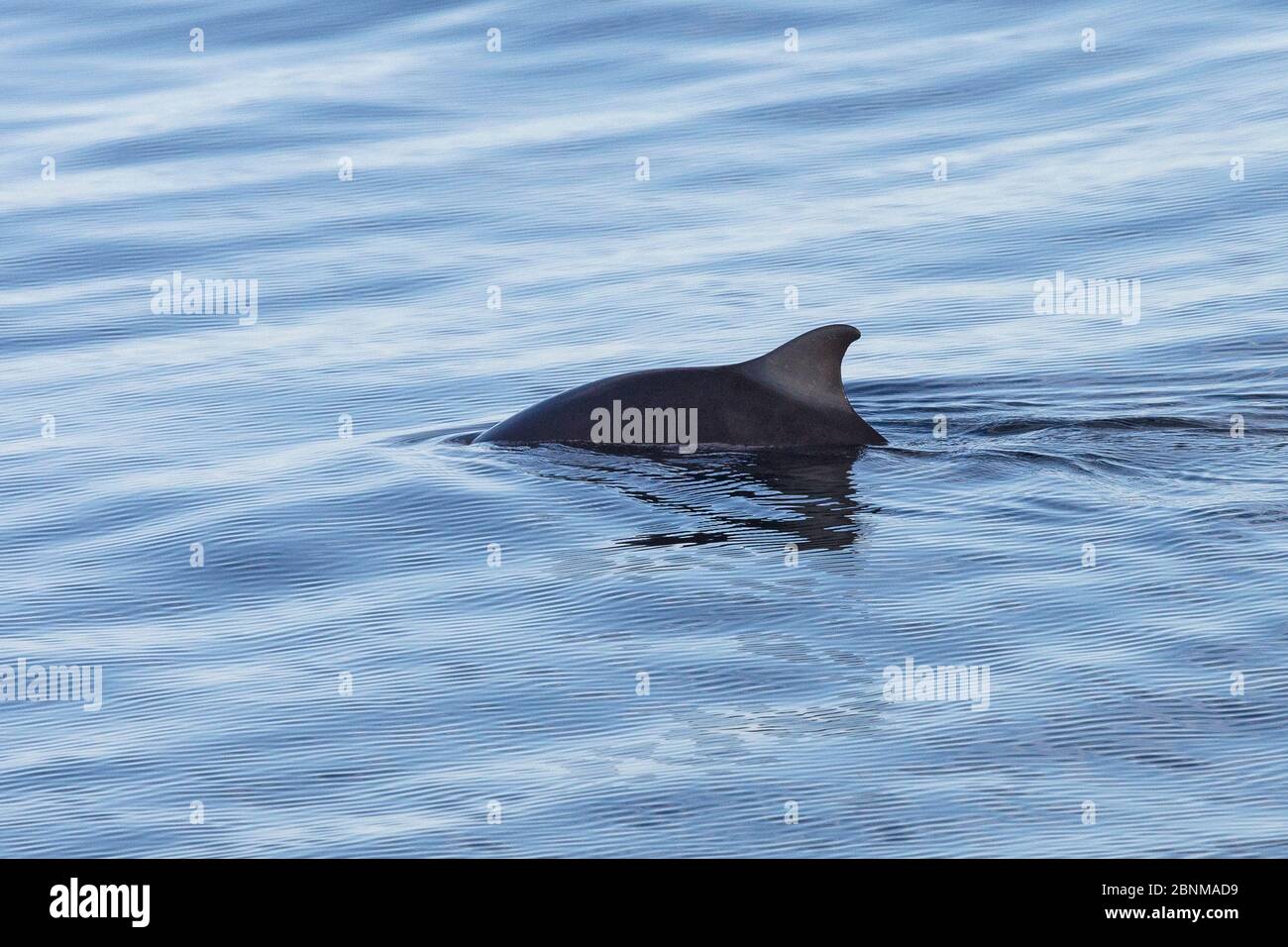 Zwergspermwal (Kogia sima) an der Oberfläche, Meer von Cortez, Golf von Kalifornien, Baja California, Mexiko, Februar Stockfoto