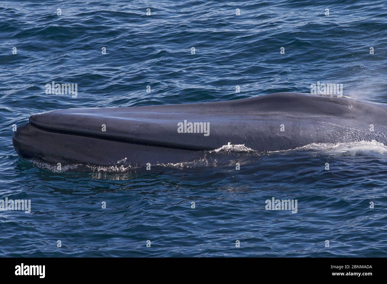 Blauwal (Balaenoptera musculus), Meer von Cortez, Golf von Kalifornien, Baja California, Mexiko, Februar, bedrohte Arten Stockfoto