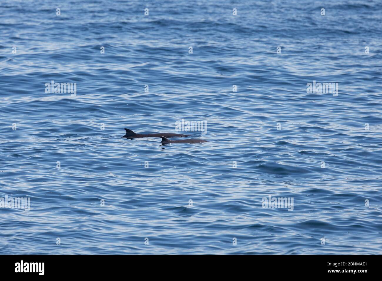 Zwergspermwal (Kogia sima) Mutter und Kalb an der Oberfläche, Meer von Cortez, Golf von Kalifornien, Baja California, Mexiko, Februar Stockfoto