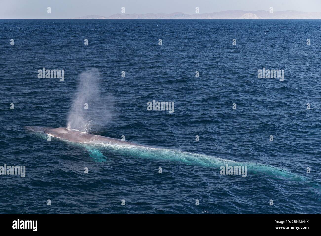 Blauwal (Balaenoptera musculus), der an der Oberfläche bläst / spuckt, Meer von Cortez, Golf von Kalifornien, Baja California, Mexiko, April, bedrohte Arten Stockfoto