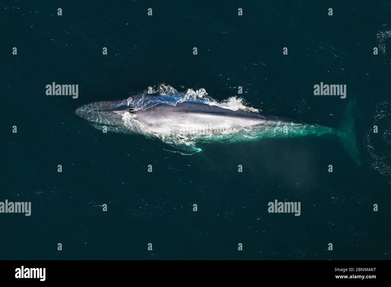 Blauwal (Balaenoptera musculus) Luftaufnahme von Walen, die zum Atmen auftauen, Meer von Cortez, Golf von Kalifornien, Baja California, Mexiko, gefährdete sp Stockfoto