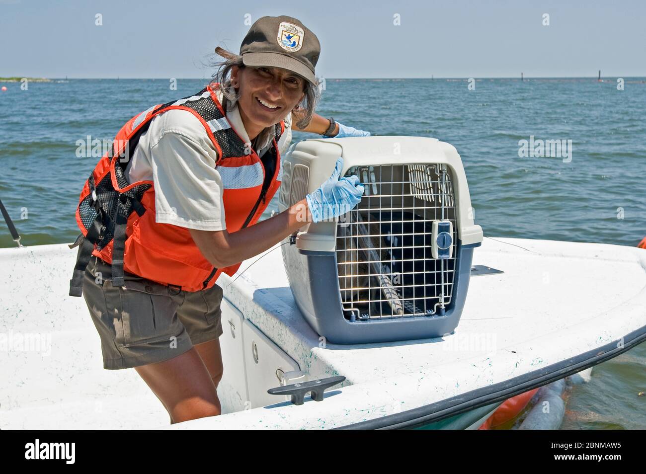 Brauner Pelikan (Pelecanus occidentalis) geölter Vogel, der während der Deepwater Horizon Ölpest, Louisiana, Golf von Mexiko, USA, Augus zur Reinigung gerettet wird Stockfoto