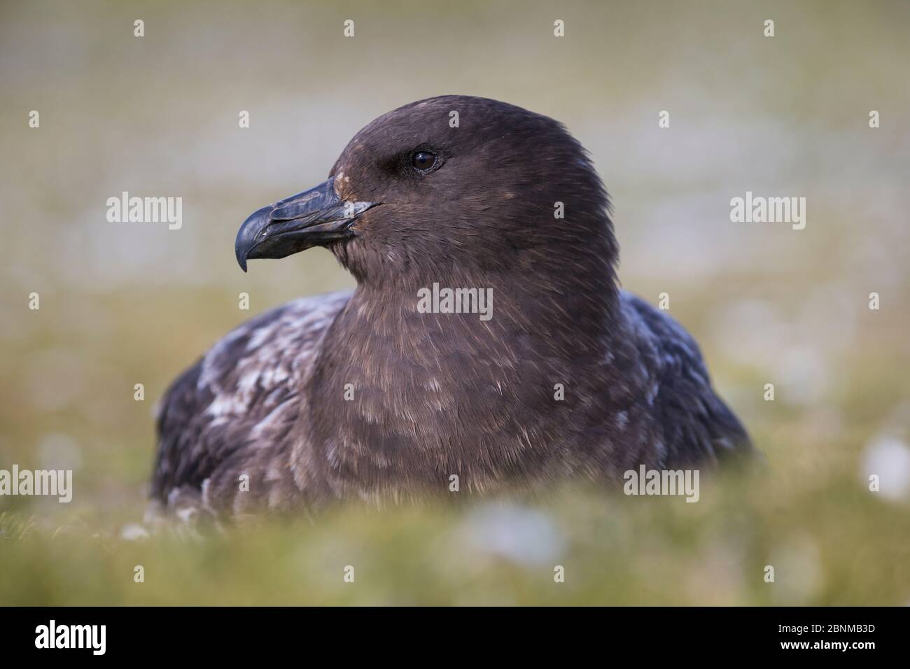 Subantarktische Skua (Catharacta antarctica- ehemals Catharacta skua antarctica), die sich auf dem Boden ausruhen, Salisbury Plain, Südgeorgien, November Stockfoto