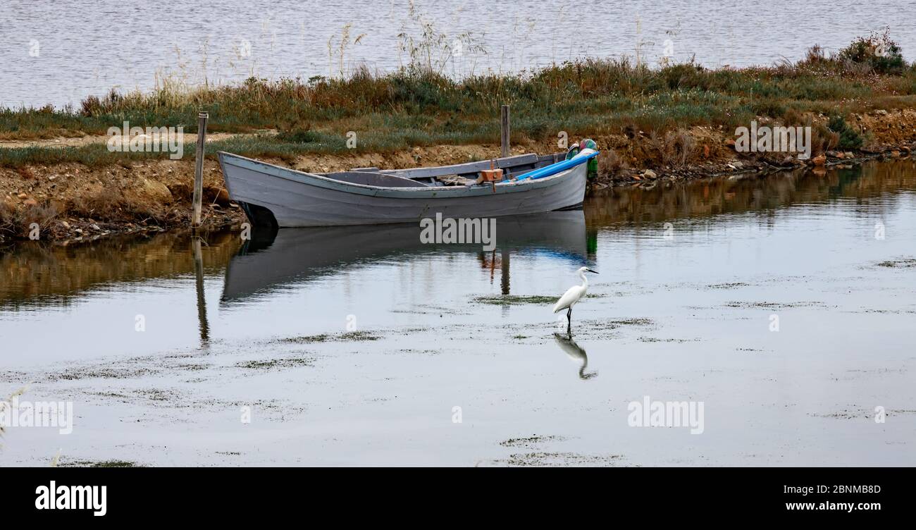 Weißer Reiher, der in einem Teich nach Nahrung sucht Stockfoto