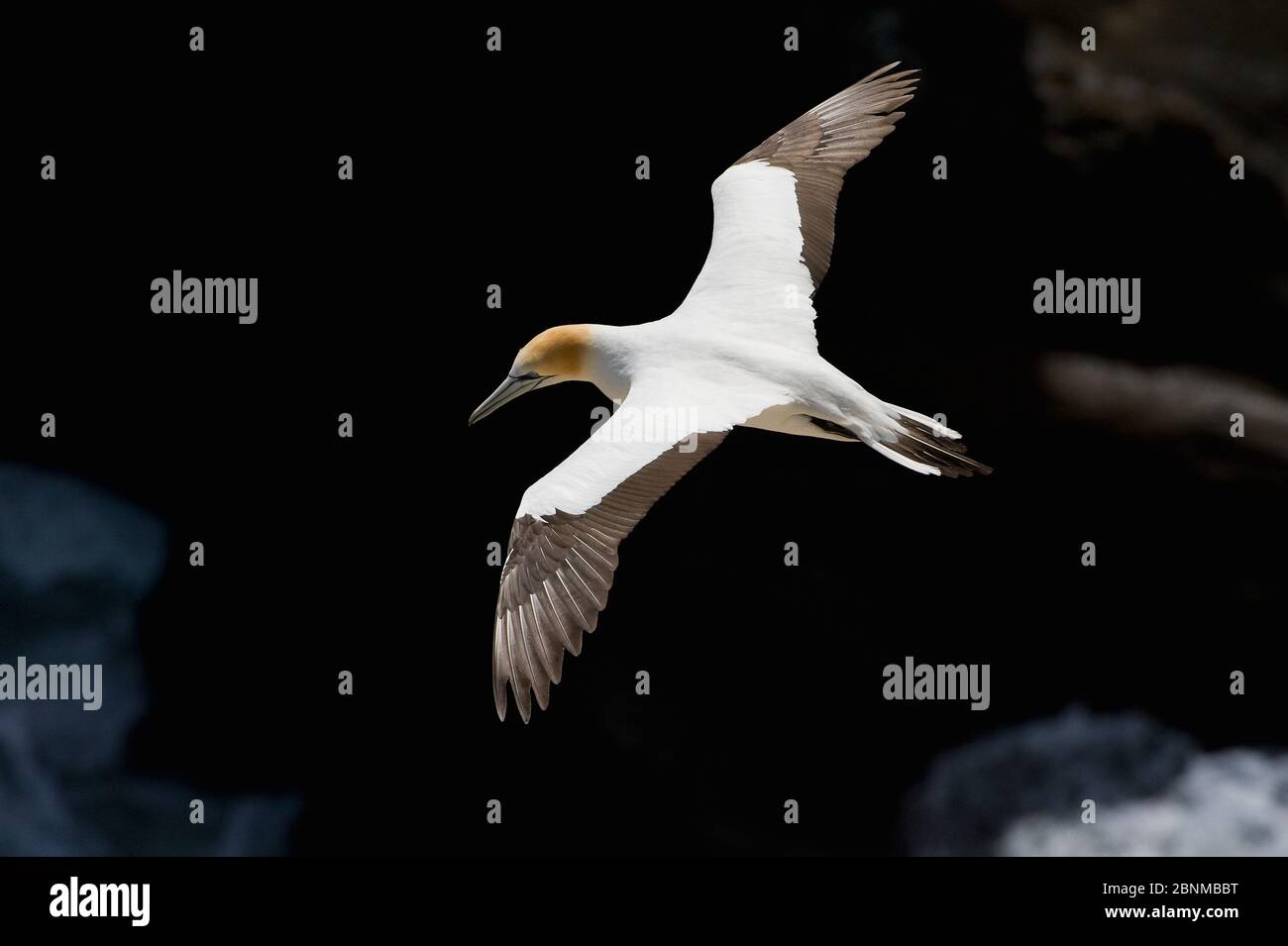 Australasian Gannet / Takapu (Morus Serrator) im Flug, Muriwai Gannet Kolonie, Auckland, Nordinsel, Neuseeland, November Stockfoto