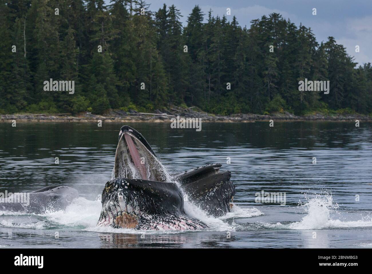 Buckelwale (Megaptera novaeangliae) Bubble net und Ausfallsfütterung als Pod, kooperative Jagd, Südost-Alaska, USA August Stockfoto