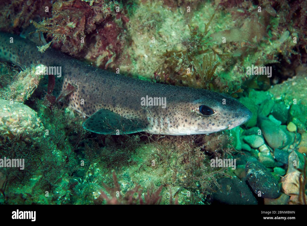 Gewöhnlicher / kleiner gefleckter Hündchen (Scyliorhinus canicula) auf dem Meeresboden liegend, Cardigan Bay, Wales, UK August Stockfoto