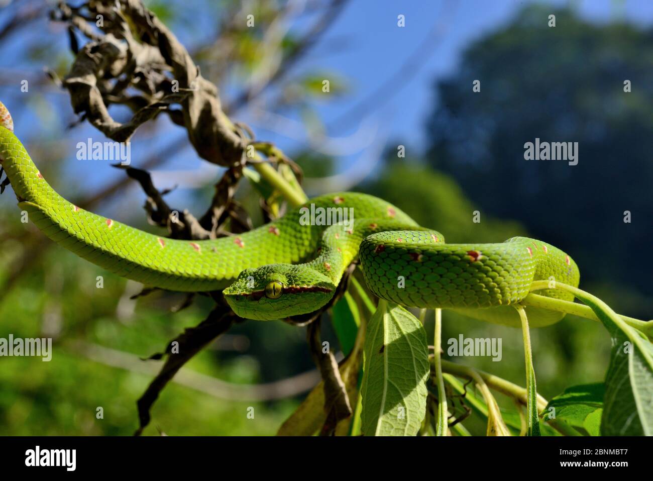 Wagler-Grubenviper (Tropidolaemus wagleri), Rüde, Sumatra. Stockfoto