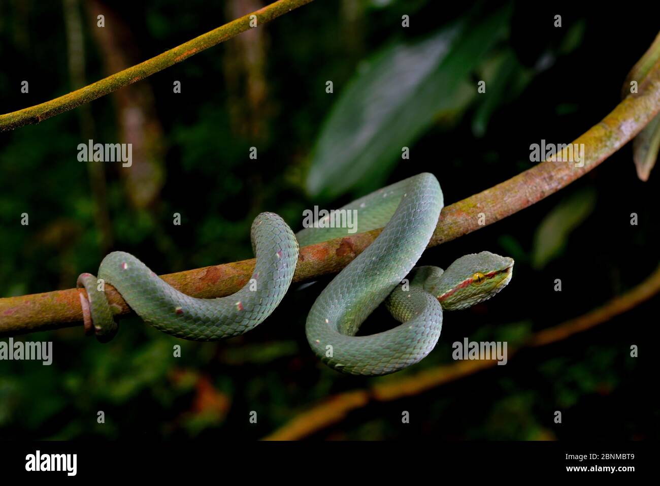 Wagler's Pit Viper (Tropidolaemus wagleri) männlich, Gunung Leuser. Sumatra. Stockfoto