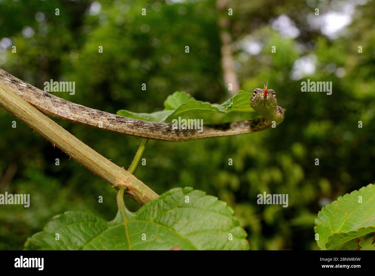 Braune Peitschennatter (Dryophiops rubescens) Gunung Leuser, Sumatra. Stockfoto