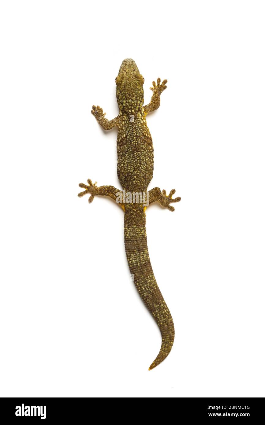 Prähensilschwanz-Gecko (Eurydactylodes agricolae) auf weißem Hintergrund. Gefangen, kommt in Kaledonien vor. Stockfoto