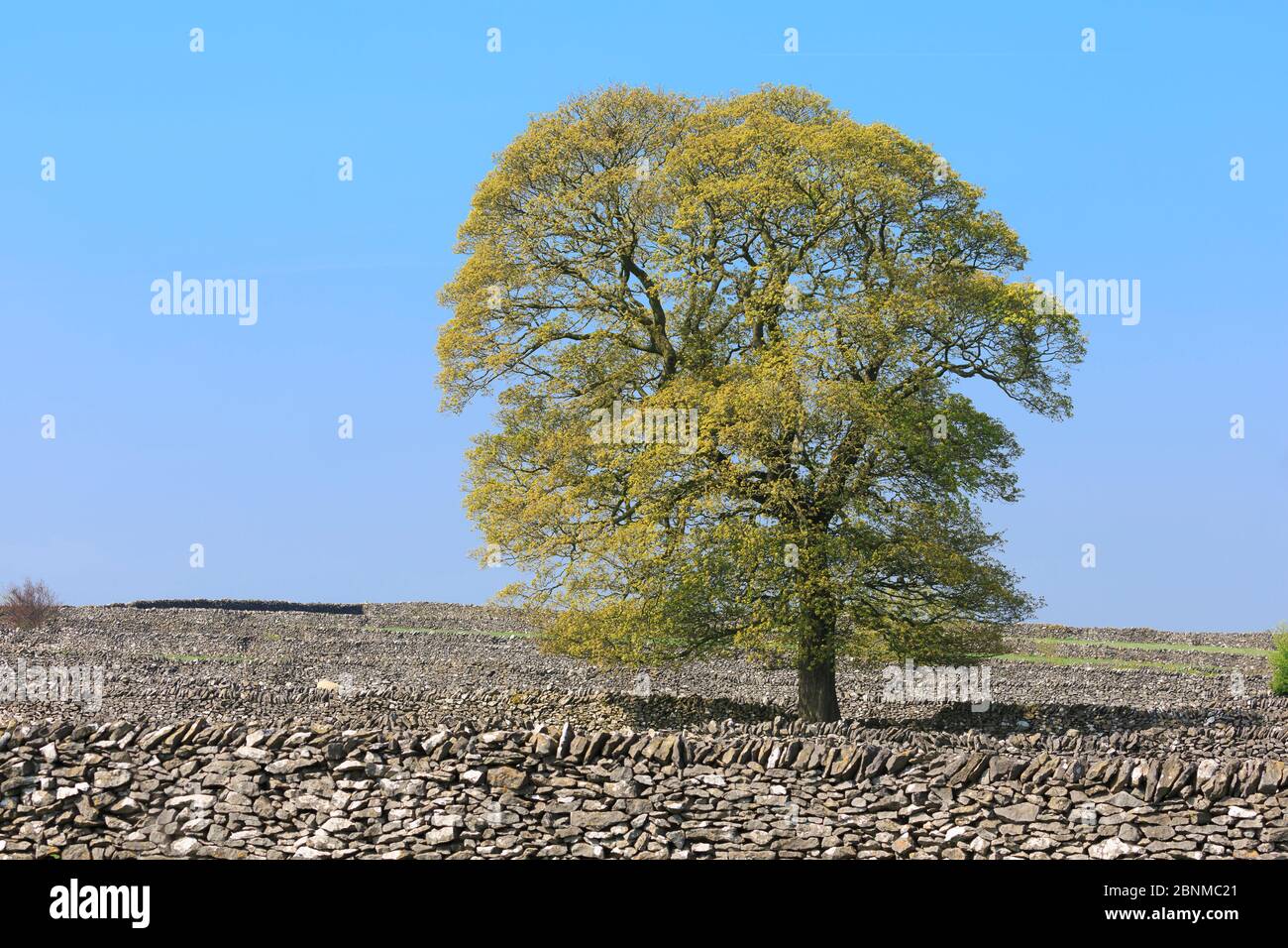 Eiche (Quercus sp) und Trockenmauern, Litton, Peak District National Park, Derbyshire, Großbritannien, Mai. Stockfoto