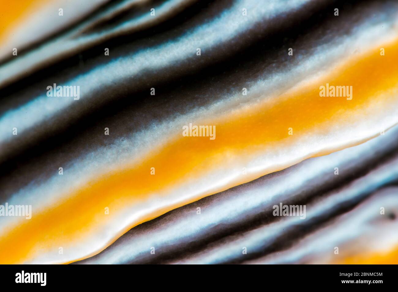 Nacktschnecken (Chromodoris magnifica) mit hoher Vergrößerung eines Randbandes, Anilao, Batangas, Luzon, Philippinen, Pazifischer Ozean. Stockfoto