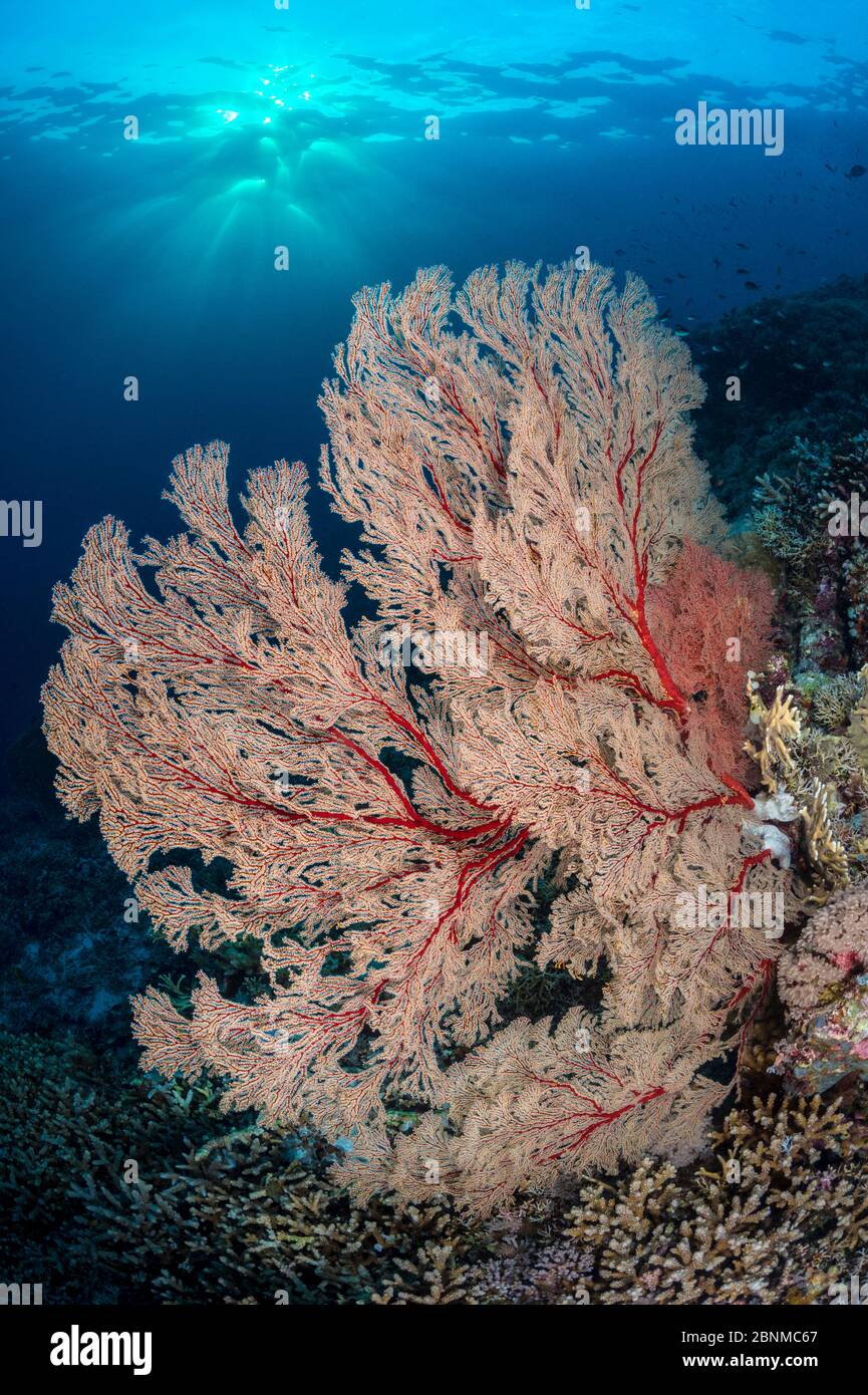 Red Seafan (Melithaea sp) Süd-Atoll, Tubbataha Atolle, Tubbataha Reefs Natural Park, Palawan, Philippinen. Sulu-See. Stockfoto