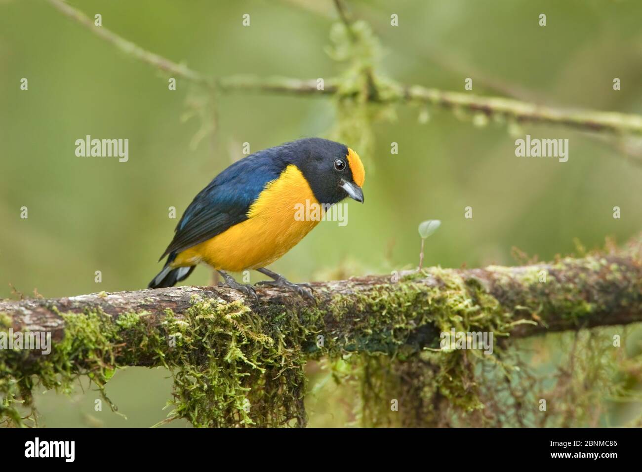 Orangebäuchiger Euphonia (Euphonia xanthogaster) erwachsener Rüde, der sich am Regenwald-Zweig ernährt. Mindo Loma, Ecuador Stockfoto
