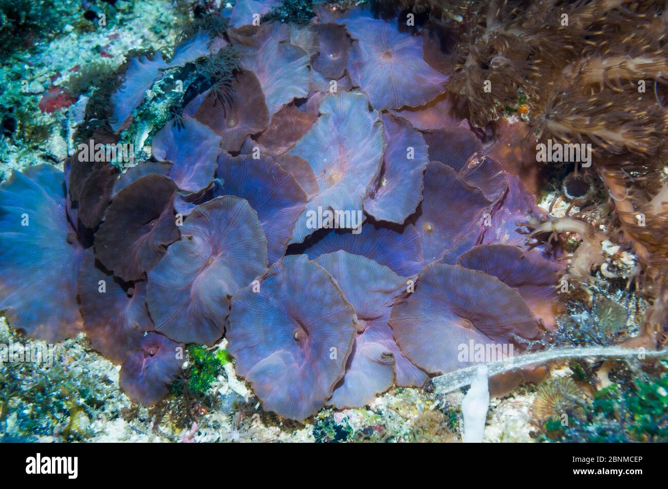 DISK Anemone (Discosoma sp) Cebu, Malapascua Island, Philippinen, September Stockfoto